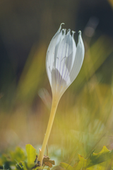 Crocus vallicola