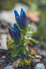 Gentiana septemfida