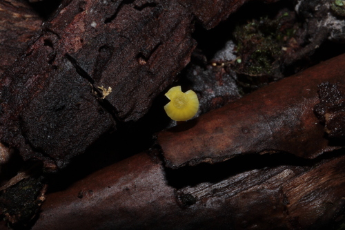 Hygrocybe parvula (Photo 2 of 2)