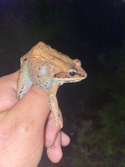 Lithobates sylvaticus image