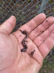 Plethodon cinereus image