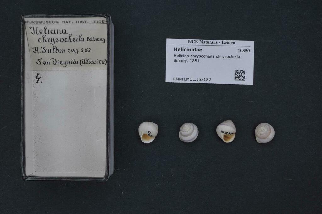 Helicina chrysocheila