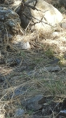 Junco