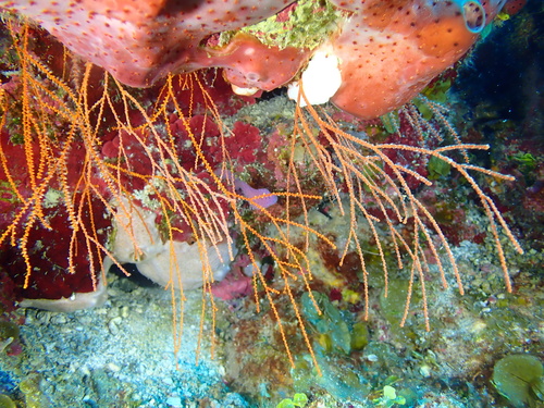 Ellisella observed 2023-09-12