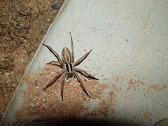 Lycosidae