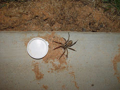 Lycosidae
