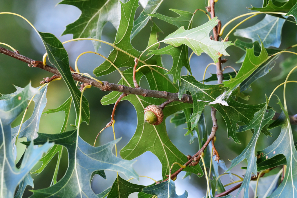 northern pin oak from Dane County, WI, USA on September 7, 2023 at 05: ...