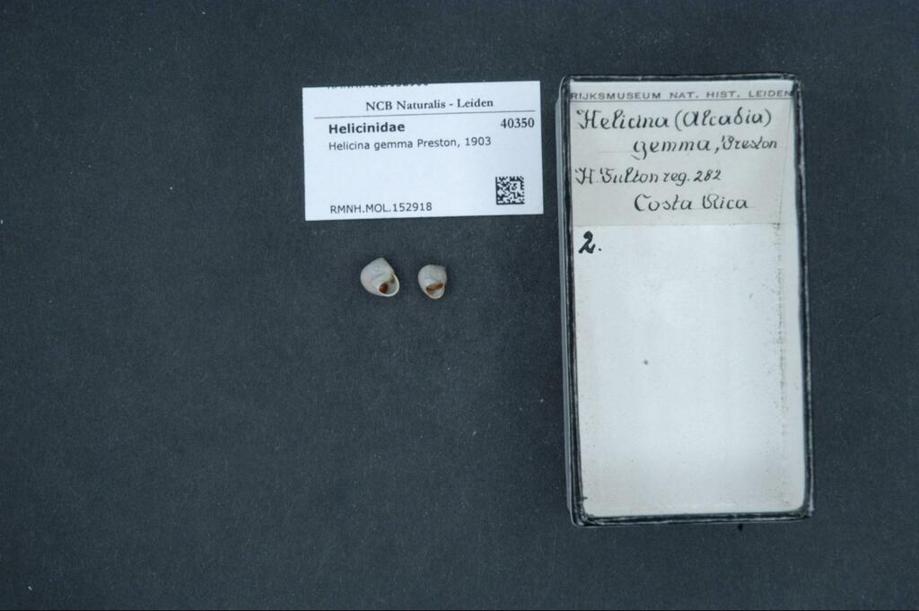 Helicina gemma