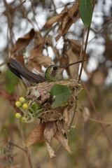 Cynanthus latirostris