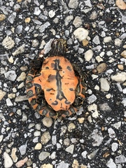 Pseudemys alabamensis