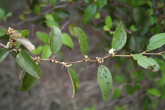 Ziziphus mauritiana