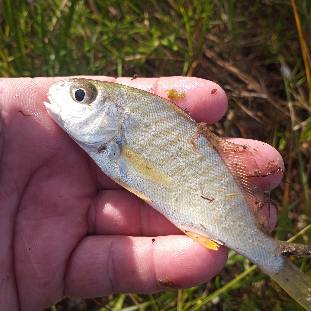 Spot Croaker from Dorchester County, MD, USA on September 12, 2023 at ...