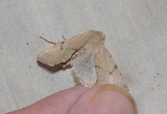 Orthosia behrensiana