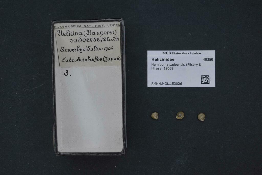 Hemipoma