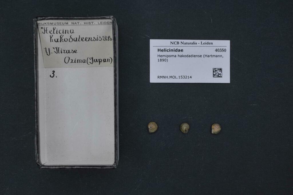 Hemipoma hakodadiense