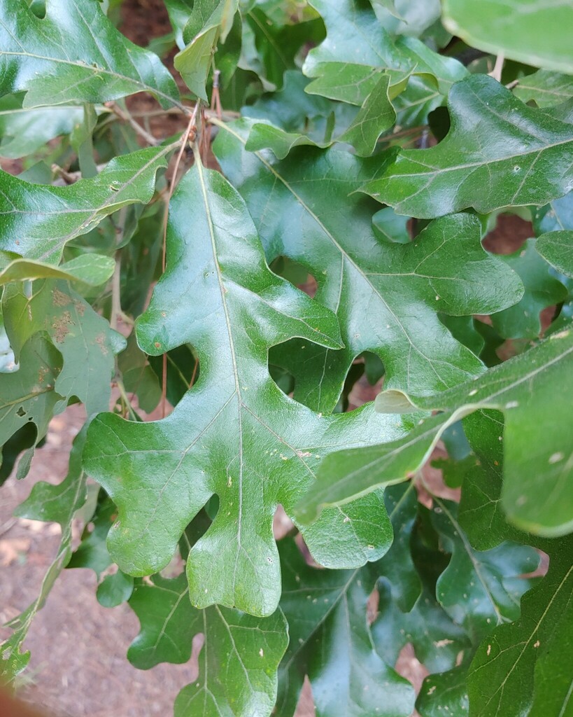 post oak from Mountain Park, GA, USA on September 12, 2023 at 06:56 PM ...