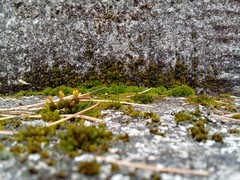 Orthotrichum diaphanum