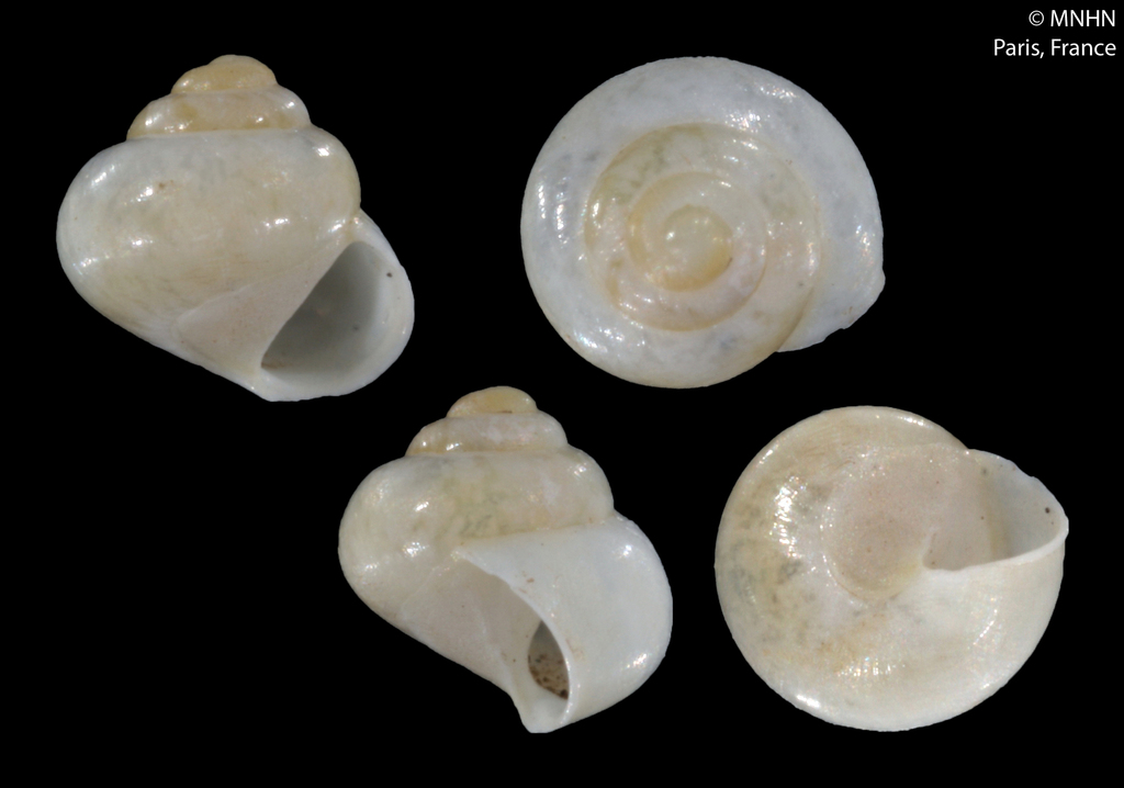 Nesiocina