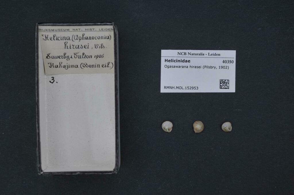 Ogasawarana hirasei