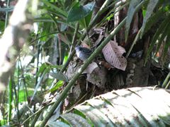 Thamnophilus atrinucha