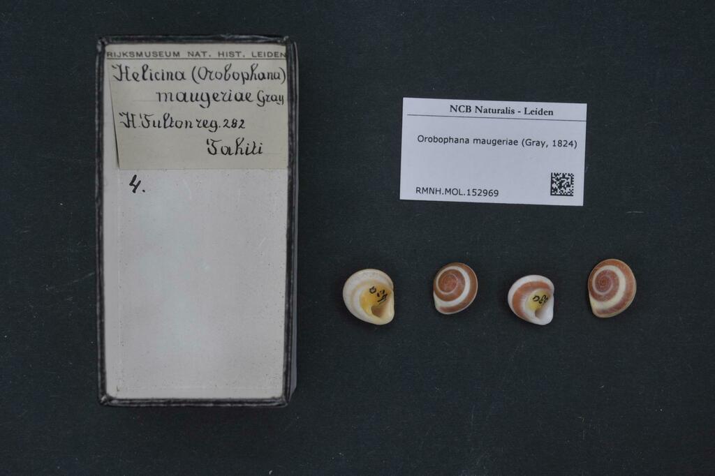 Orobophana maugeriae