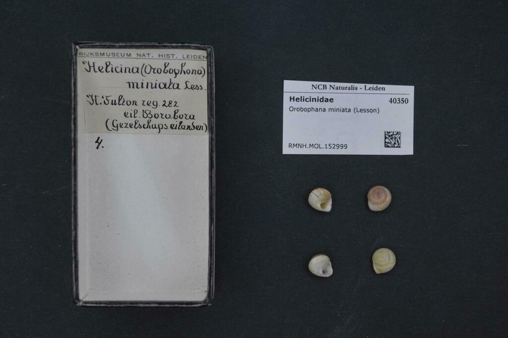 Orobophana miniata
