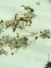 Bacillaria paxillifera