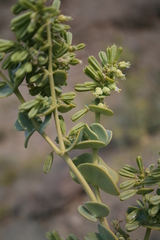 Tetraena prismatocarpa image