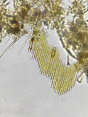 Bacillaria paxillifera