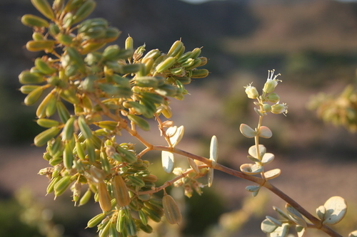 Tetraena prismatocarpa image