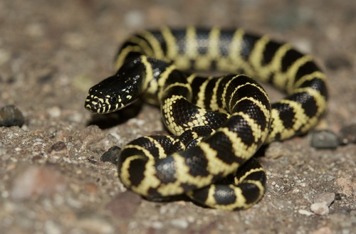 Desert Kingsnake