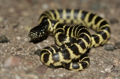 Desert Kingsnake photo 4
