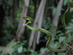 Oxybelis brevirostris