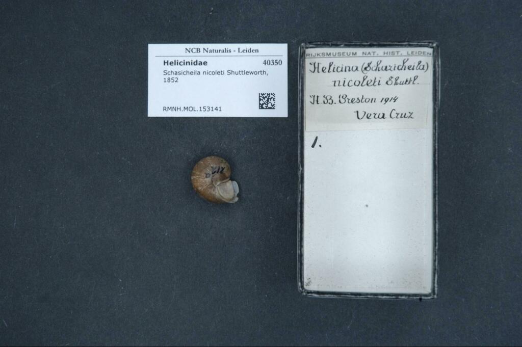 Schasicheila nicoleti