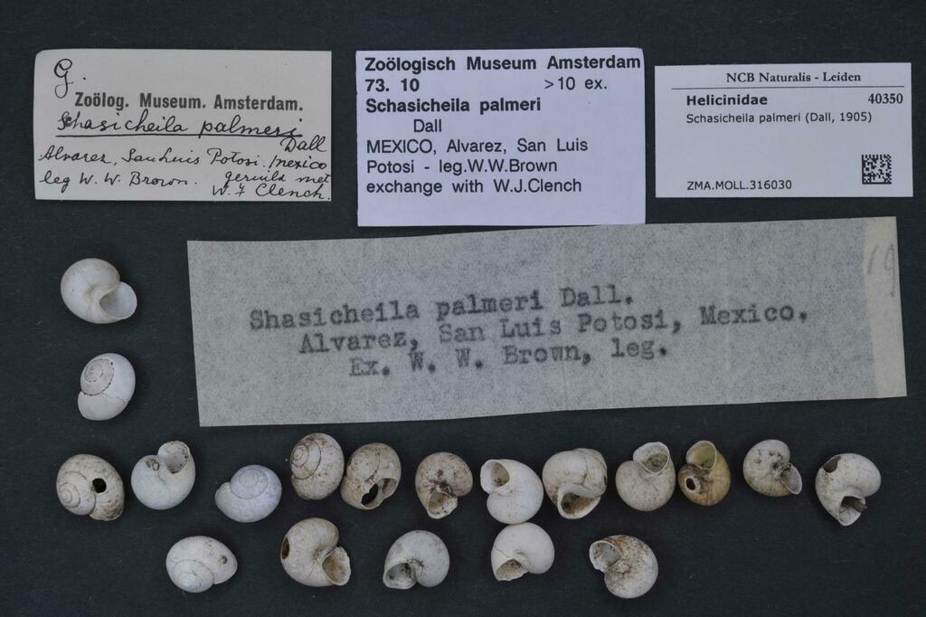 Schasicheila palmeri