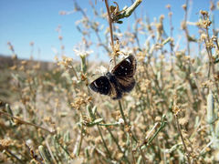 Hesperopsis libya