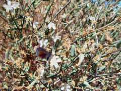 Hesperopsis libya