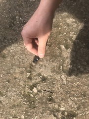 Pasimachus californicus