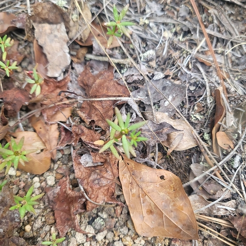 Cuban purslane (Portulaca biloba)