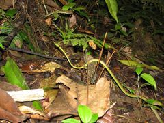 Oxybelis brevirostris