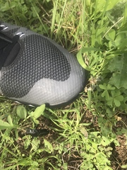 Pasimachus californicus