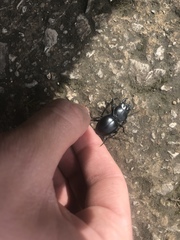 Pasimachus californicus