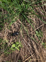 Pasimachus californicus