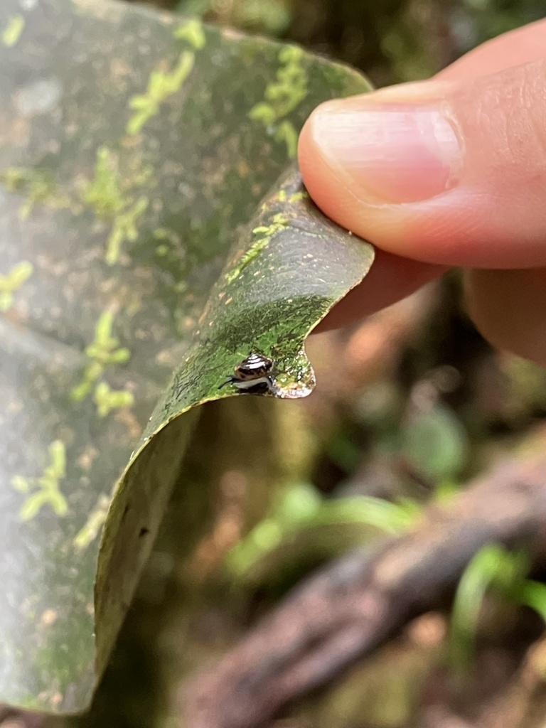 Microcystina