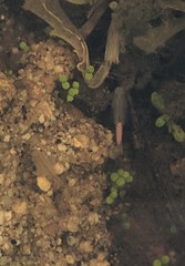 Branchinecta sandiegonensis