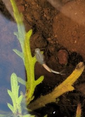 Branchinecta sandiegonensis