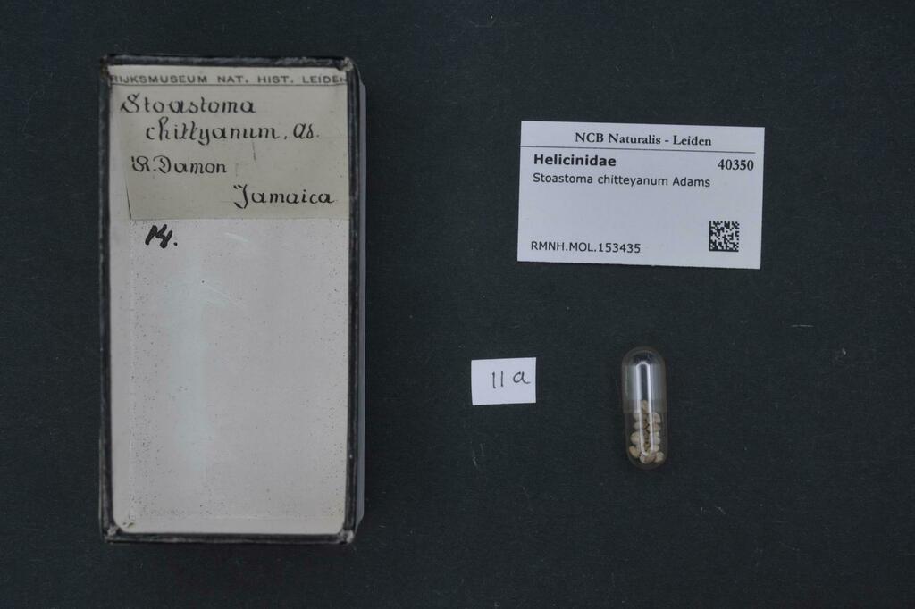 Stoastomatinae
