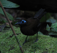 Hafferia zeledoni