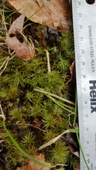 Polytrichastrum ohioense