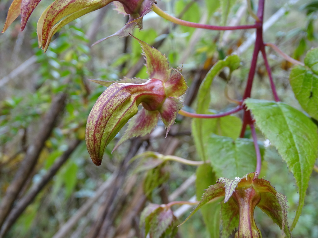 Siphocampylus ecuadorensis